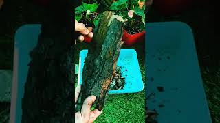 Download Lagu Anthurium plant soil mix in hindi #shorts MP3
