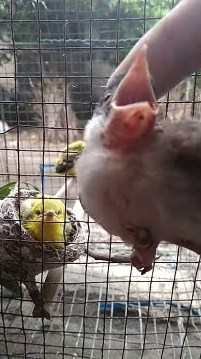 Suara Anakan kutilang dan sirtu ./pojok ngantru TA.