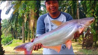 Strike Patin Boroi Tengah Hujan Batang Berjuntai
