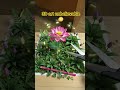 Lotus 3D Art 🪷#shortsfeed #youtubeshorts #trending #nature #lotus