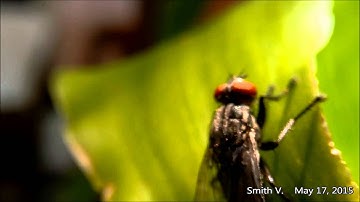 Raspberry Pi Camera : My first video test