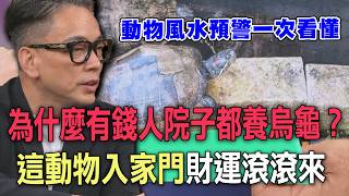 烏龜消失八年後長滿青苔現身，詹惟中解析動物入宅風水寓意