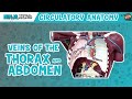 Circulatory System | Veins of the Thorax & Abdomen | Torso Anatomy Model