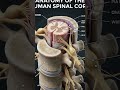 Spinal Cord Explained |brain explanation part-3 వెన్నుపాము ఎలా పనిచేస్తుంది? | Nervous SystemBiology