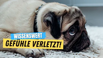 Hat ein Hund Gefühle?