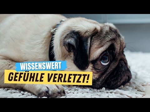 Video: Pepto Bismol für Hunde