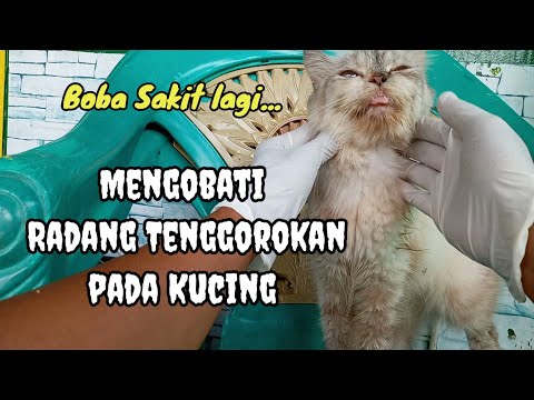 Video: Mengapa kucing saya menelan ludah?