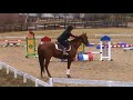 Ifrit  thoroughbred sport horses