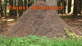 Enjott Schneider SILENT PRELUDES for organ Nr 5 Ants - Ameisen Trailer