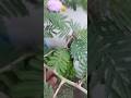 Sami Ke Ped Ke Fayde Sami Ka Ped Bahut Kimti Pet Youtube India Video Likes Bollywood Sami Ke Ped Ke Fayde Sami Ka Ped Bahut Kimti Pet Youtube India Video Likes Bollywood