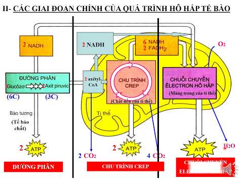 Hô Hấp Xảy Ra Ở Bào Quan Nào - bài 16. hô hấp tế bào, bài 17. quang hợp