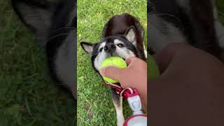 IMG 9635 Your body won't listen to you, but you still want to play with the ball, huh?