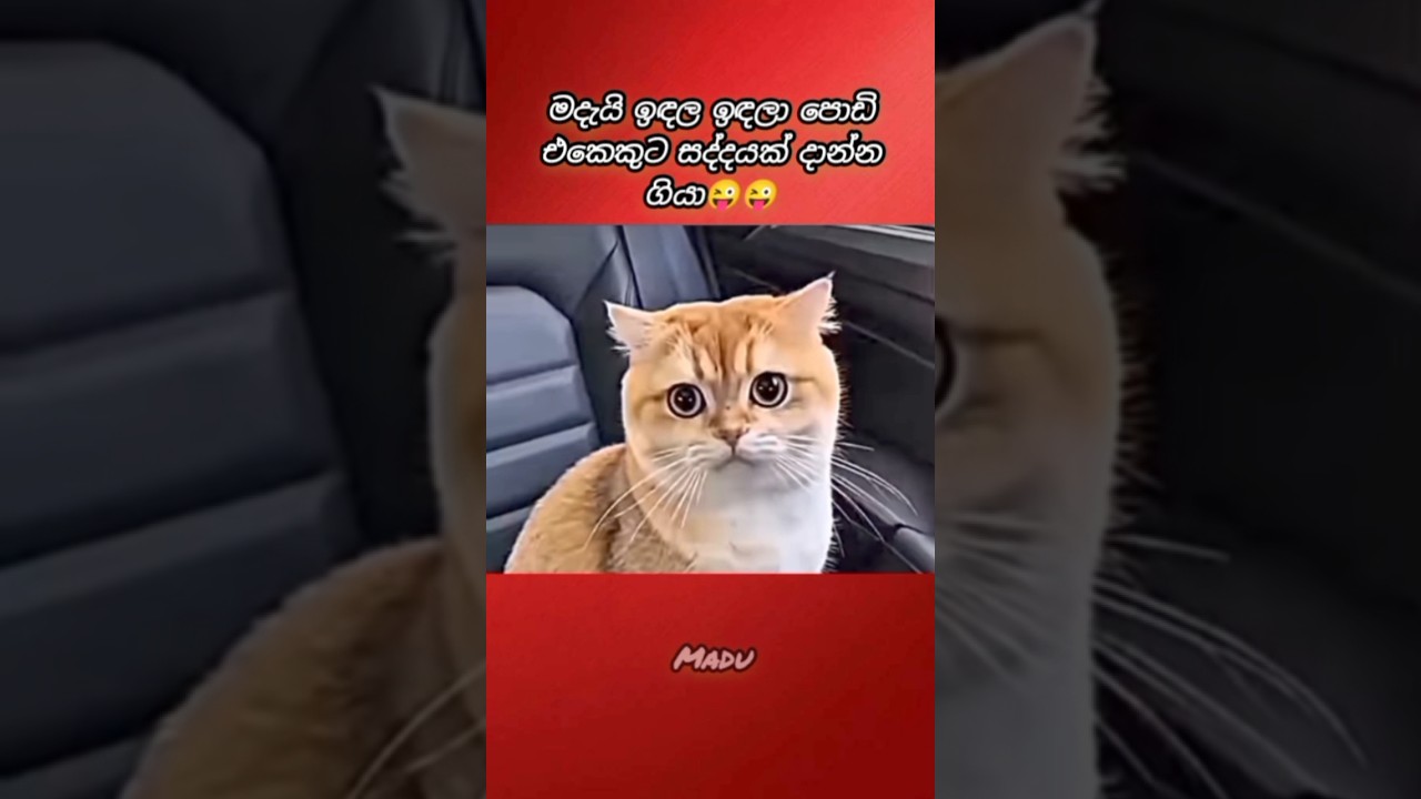 අනේ පූසෝ පාඩුවේ ඉන්න😂😂