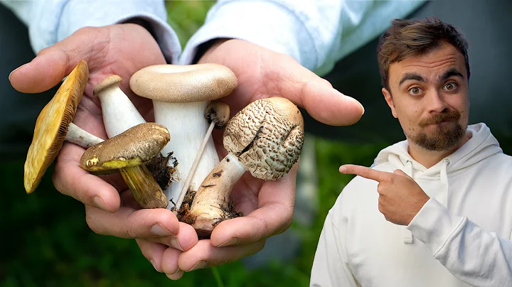 How I learned to forage wild mushrooms without dying - DayDayNews