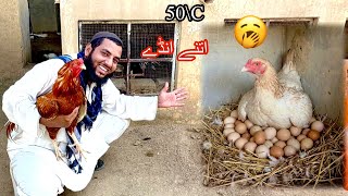 Murgi ko Itny Eggs De Dye 🥱 50٪C🥵 
