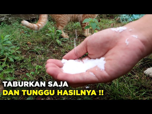 Jangan Dicabut!!! Begini Cara Mudah Basmi Rumput Liar class=