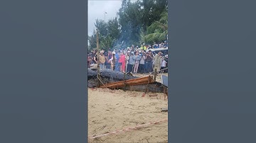 Một x.á,c cá voi dài khoảng 4 m vừa trôi dạt vào bờ biển Nguyễn Tất Thành, TP. Đà Nẵng. #shorts