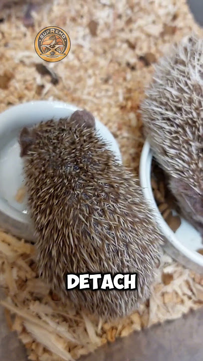HEDGEHOGS || SUPREMO eXo Pet #supremoexopet #supremo