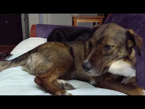 WARNING: Canine seizure - Focal Onset Impaired Awareness - Refractory Idiopathic Epilepsy