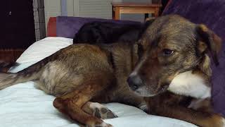 WARNING: Canine seizure - Focal Onset Impaired Awareness - Refractory Idiopathic Epilepsy