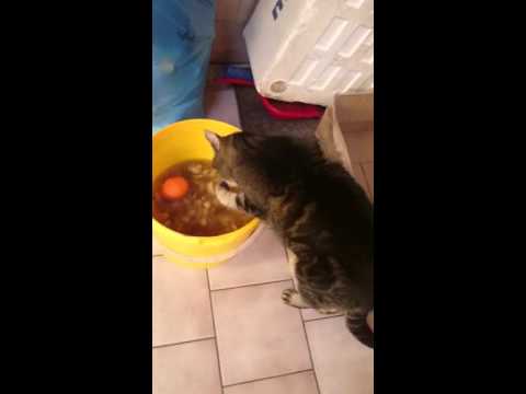 Video: Proč Kočka Hodně Pije?