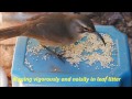 California Thrasher (Toxostoma redivivum)