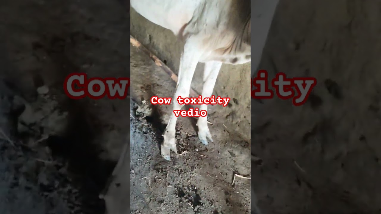 #calf