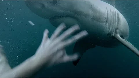 Quanto sono lunghi i denti dello squalo bianco?