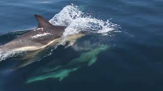 Download Lagu Animals in the Wild | Dolphins Swimming MP3 Download Lagu Animals in the Wild | Dolphins Swimming MP3