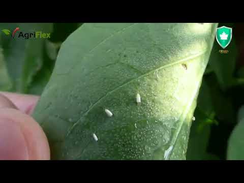 تصویری: مگس سفید آفات باغ: کنترل مگس های سفید در باغ