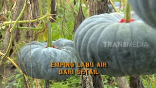EMPING LABU AIR DARI SETAIL | JEJAK SI GUNDUL (20/12/22)