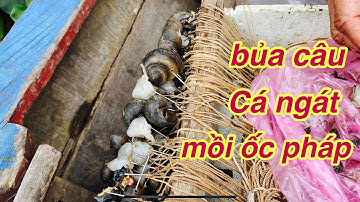 Thương vlog cùng chú ba nghề bủa câu cá ngát mồi ốc pháp kiếm ăn mùa dịch