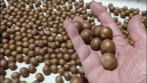 Sorting Un Processed NIH Macadamia Nuts on AMD BS1200 Double Declet Mac Pro Grandeur