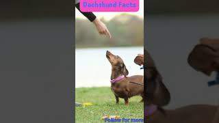 Dachshund Facts And Characteristics #dachshund #facts #dog #viral #shorts