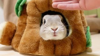 クッションから出ようとしないけど、頭だけ出してなでなではしてもらうとするウサギさん