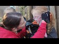 6 little monkeys on a ropes course and hazel overcomes her fear