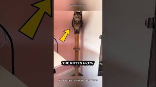 This Kitten Kept Following a Woman… Turns Out, It Was Looking for Help! #shorts #cat