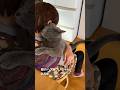 【座ってるばあちゃんに飛び乗るグレちゃん】 #癒し動画 #cat #シャルトリュー #ばあちゃん大好き #保護猫