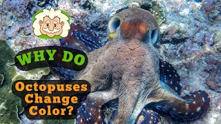 Why Do Octopuses Change Color Is That a Mood or a Mating Display