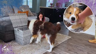 Surprising Our Dog With A Tiny New BFF
