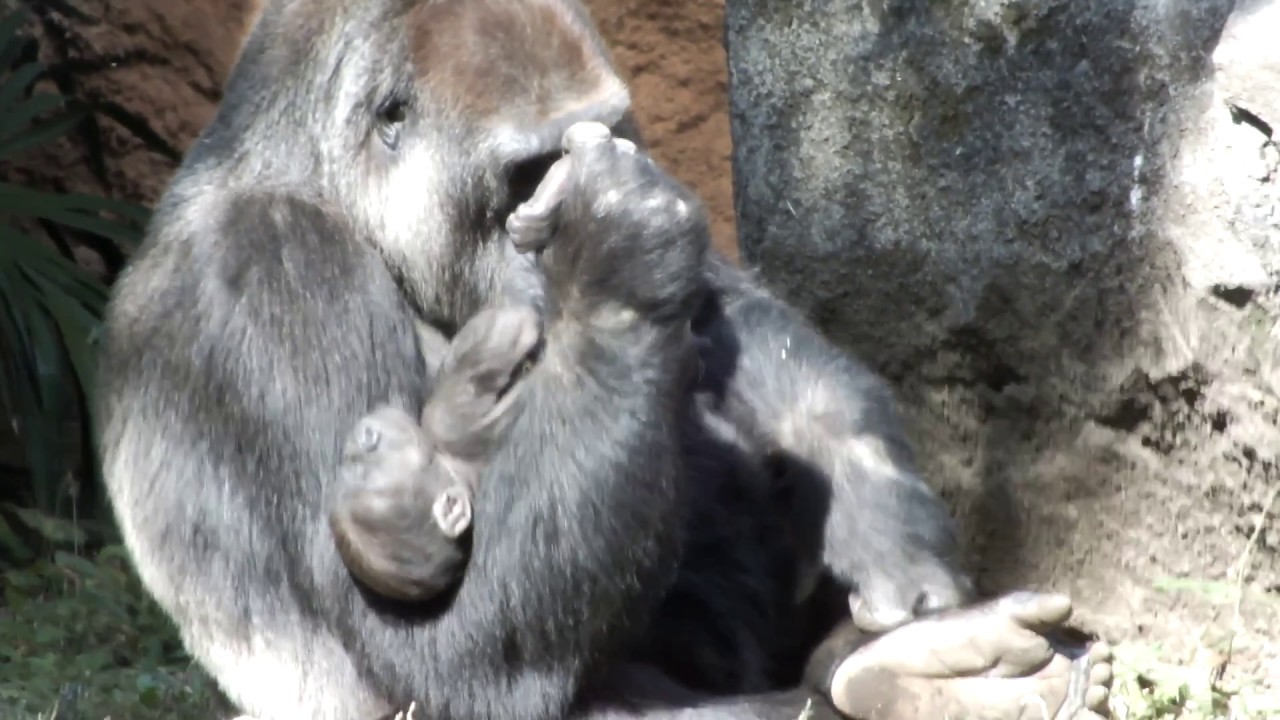 kawaii emoticons #02. Gorilla baby (25 days after birth) at Ueno zoo.ゴリラの赤ちゃん（生後25日）。上野動物園。