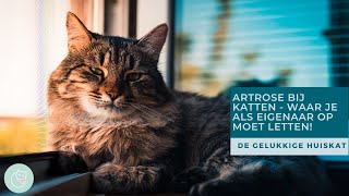 ARTROSE BIJ KATTEN  HIER MOET JE ALS EIGENAAR OP LETTEN!  De gelukkige huiskat | Kattengedrag