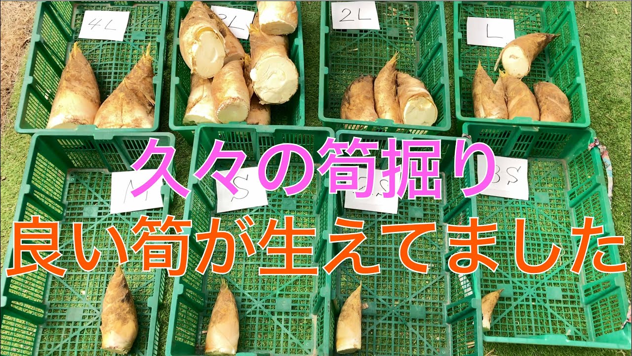 2025 筍掘り】今年初めての筍掘りに嫁と行ってみたぞ 👍 - YouTube