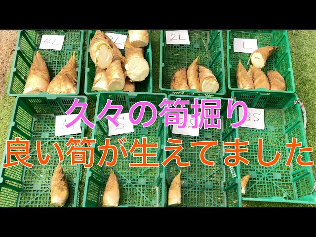 2025 筍掘り】今年初めての筍掘りに嫁と行ってみたぞ 👍 - YouTube