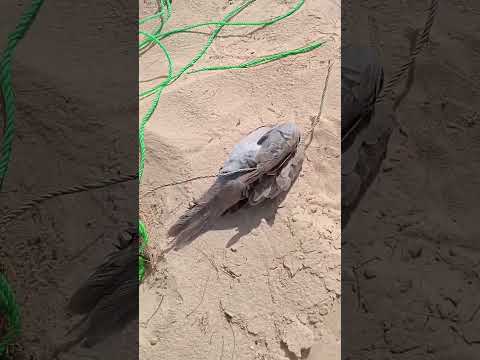 الفرق بين القمري المهاجر واليمام المطوق الطيور المهاجرة