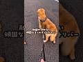 パパが家から出てくるまで待つ大型犬 #ゴールデンレトリバー #大型犬のいる生活 #大型犬と子供 #goldenretreiver