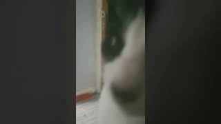 Do you like my cat #cover #singersongwriter #music #singer #coversong #catmusic #catscatscats #catin