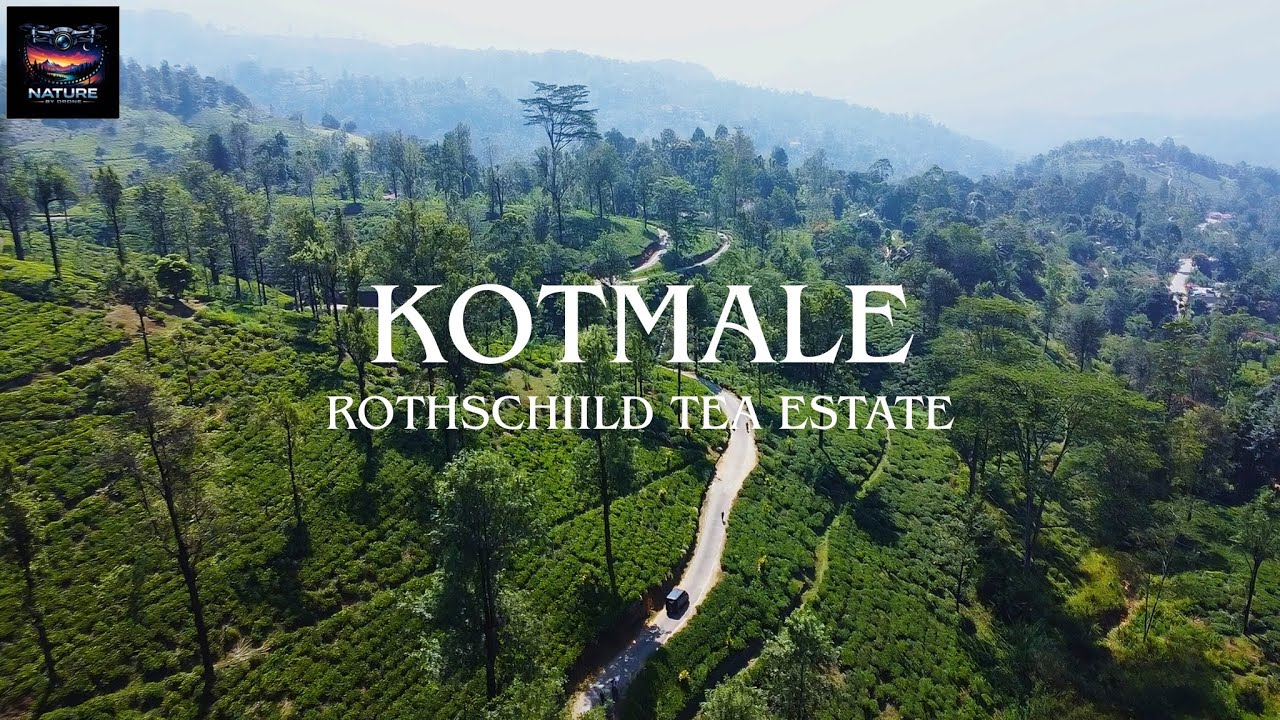 Lost In A Sea Of Green 💚 Kotmale