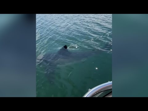 Great white shark caught on camera off Nova Scotia waters