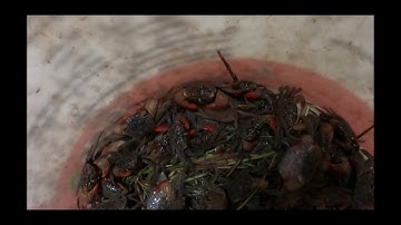 Mồi này mới đặc trị cá ngát khủng |thành kiệt